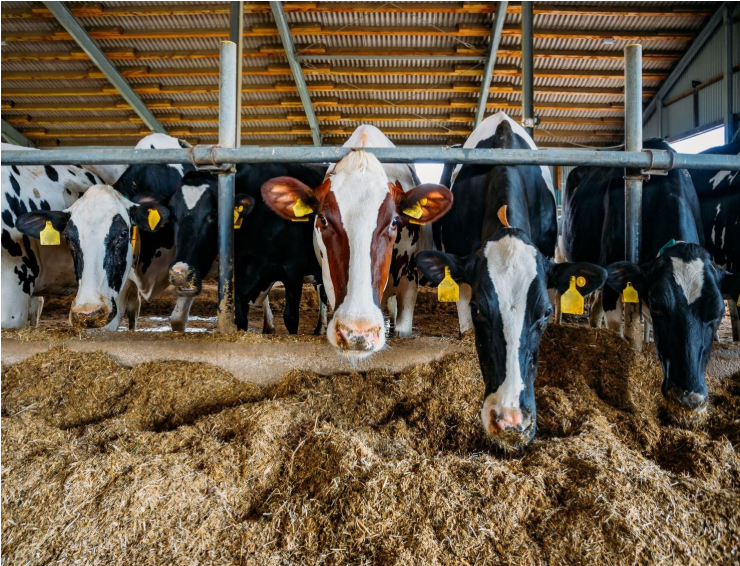 Luis Alejandro Sampayo Cabada